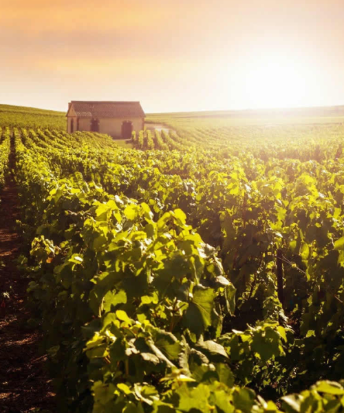 TOUR-ENOGASTRONOMICO-FRANCA[1]